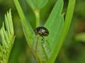 Coptosoma scutellatum